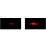 Полум’ягасник BGN ARMO FH-02 (AR15)